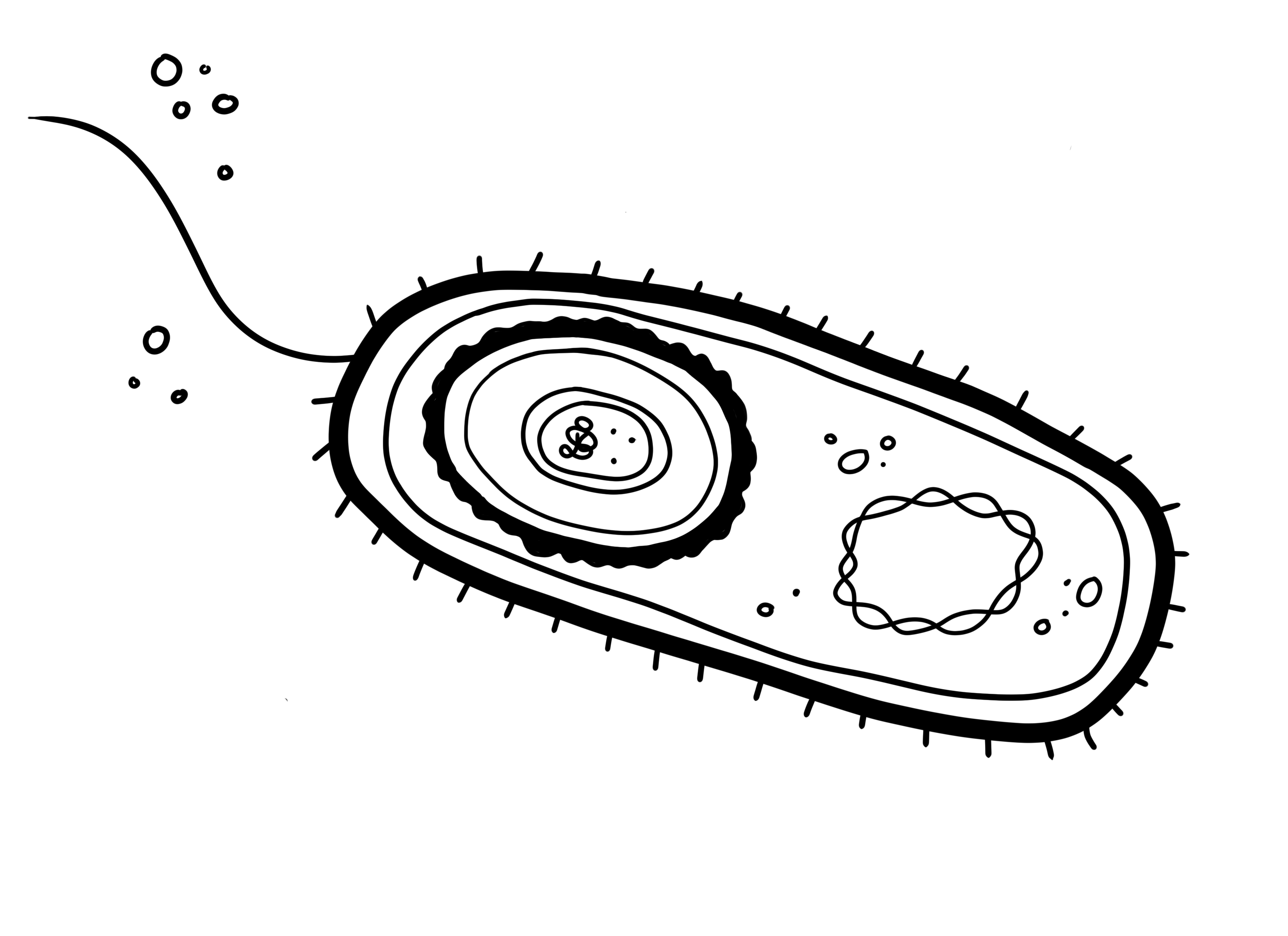 Color and learn about microbes in food! — Department of Food Science