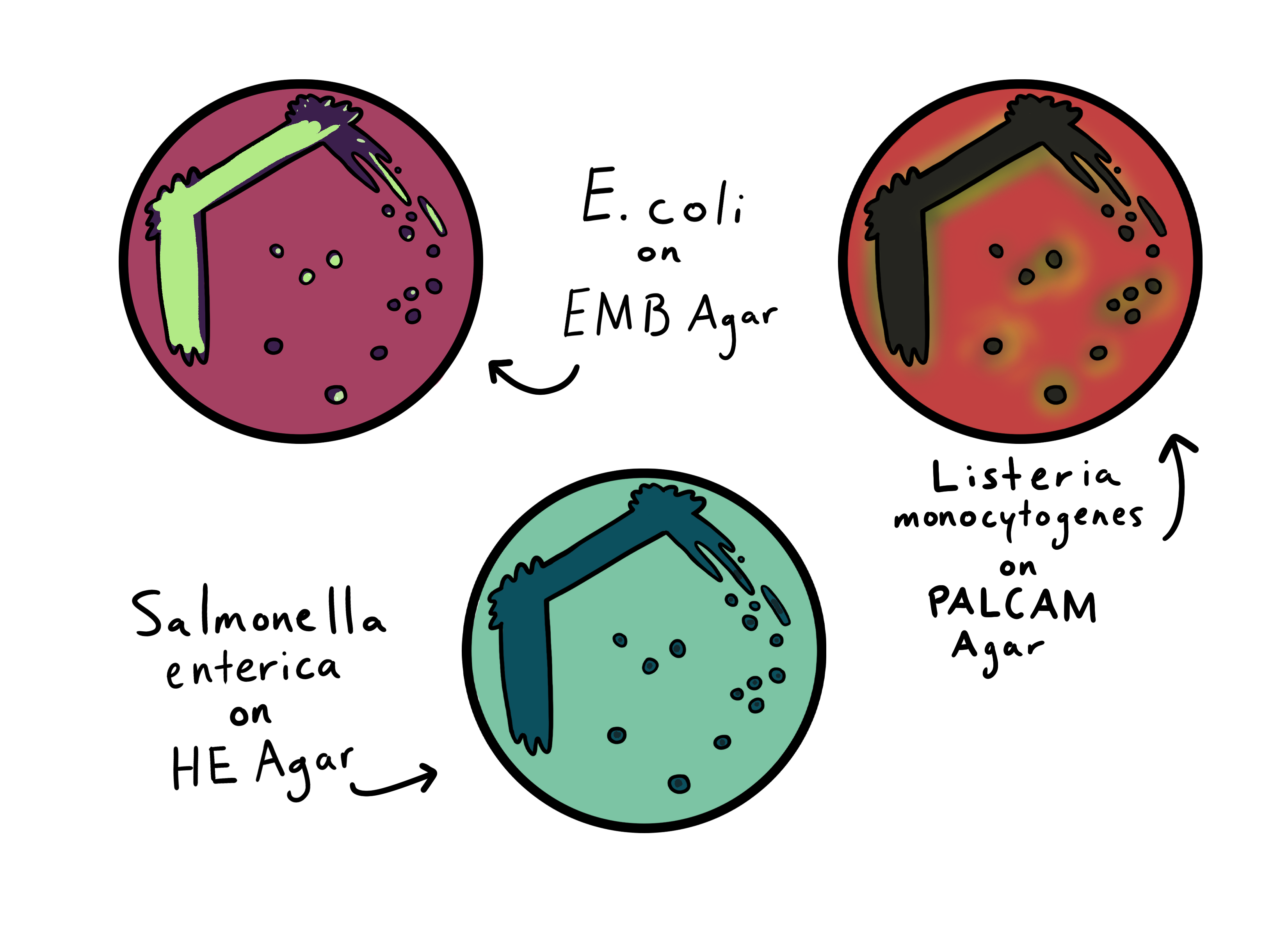 bacterial streak plate