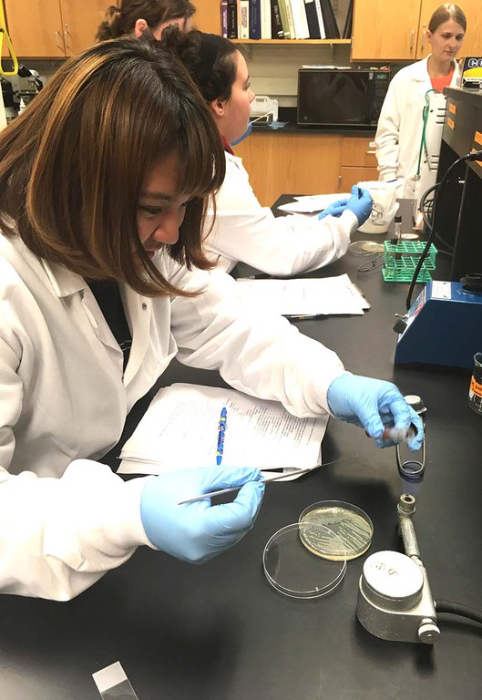FDSC 409 students working on identification of microorganisms isolated from food.