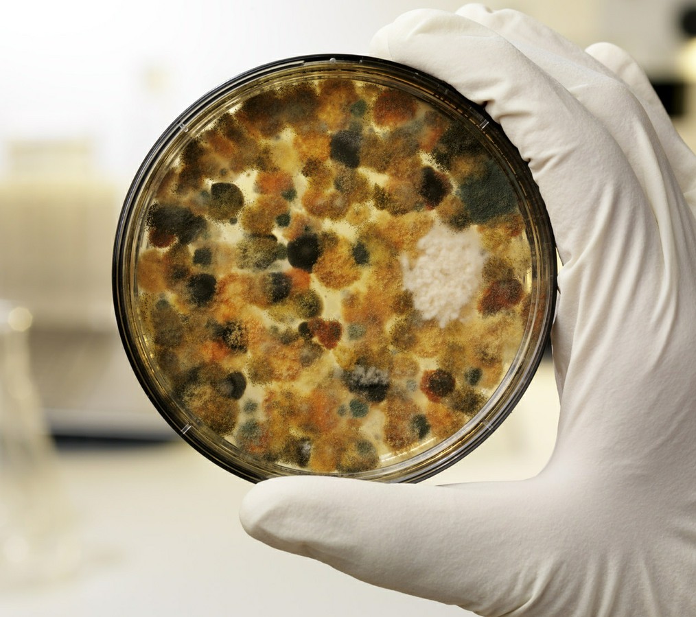 Food and Airborne Fungi and Mycotoxin Short Course — Department of Food ...